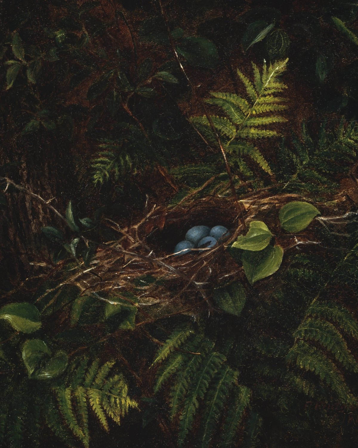 Bird's Nest and Ferns, Fidelia Bridges