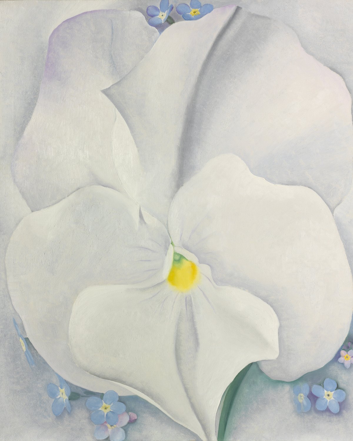 White Pansy, Georgia O'Keeffe