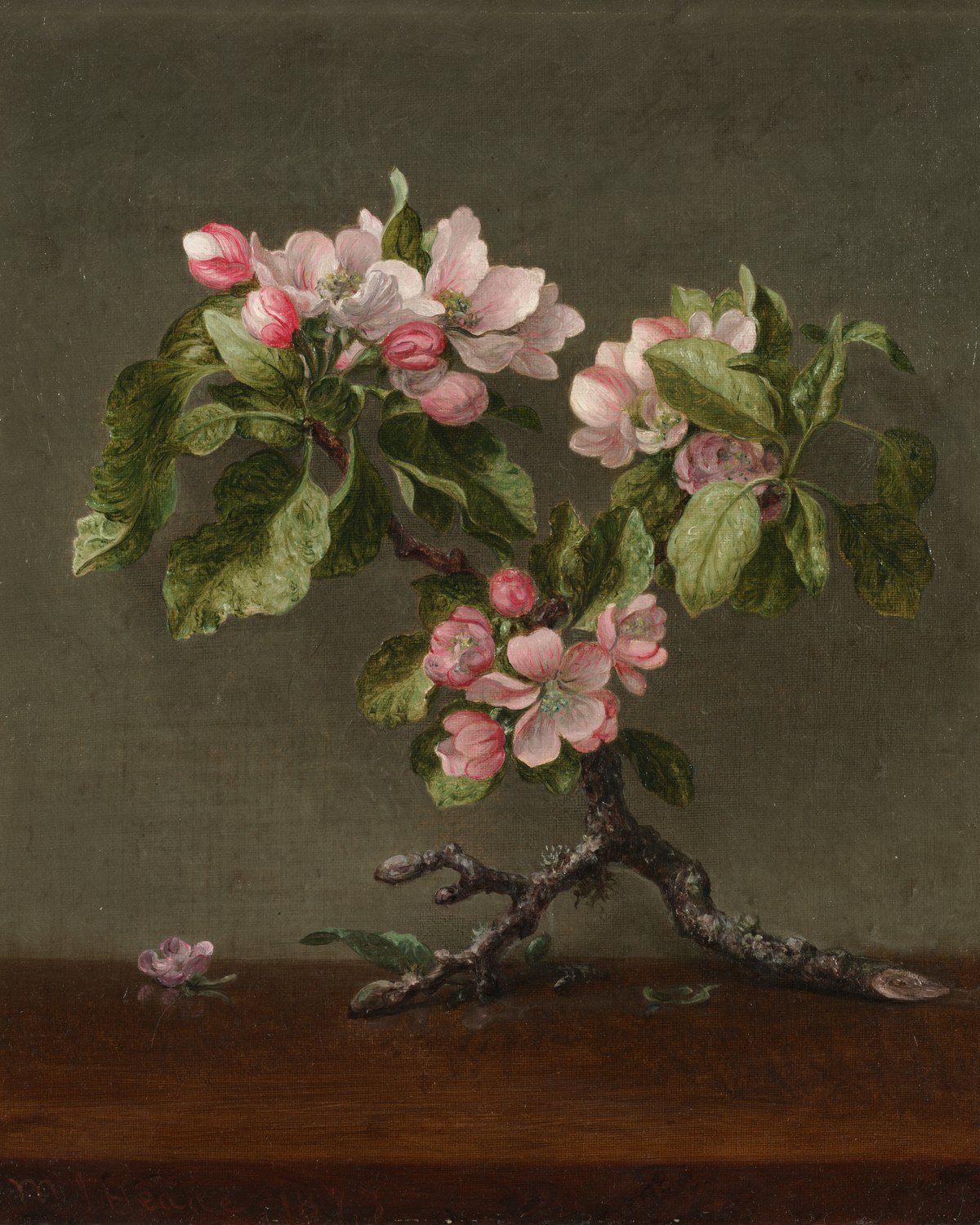 Apple Blossoms, Martin Johnson Heade
