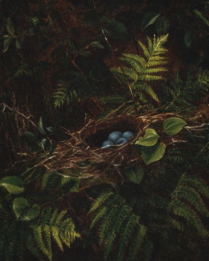 Bird's Nest and Ferns — Fidelia Bridges