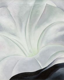Morning Glory with Black