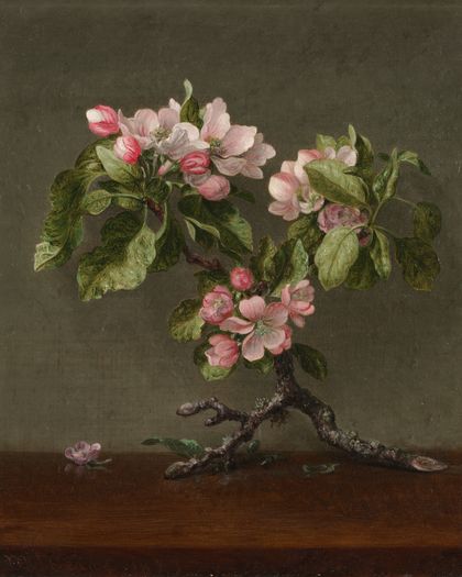 Apple Blossoms — Martin Johnson Heade